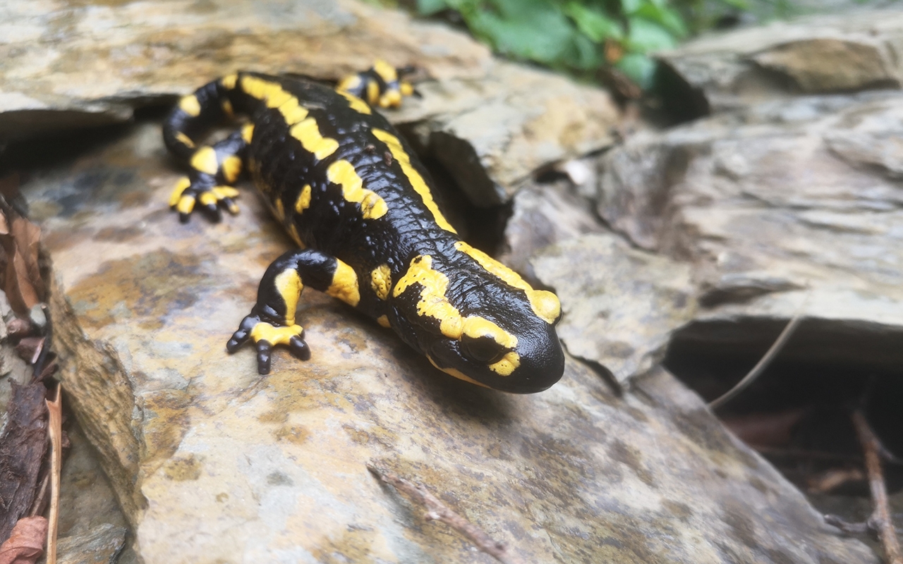 Die Feuersalamander im Zoo Neuwied sind Teil eines gemeinsamen Forschungsprojektes der Universitt Trier und der gemeinntzigen Organisation Citizen Conservation. (Foto: Zoo Neuwied)