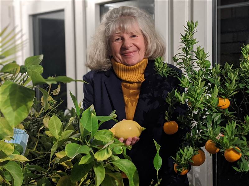 Ein Hobby, dem sich Gudrun Bumer nun im Ruhestand intensiver widmen kann: dem Zchten von Orangen und Zitronen. (Foto: ddp) 