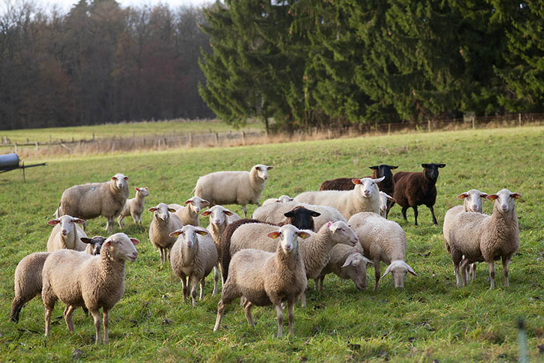 Westerwaldwetter: Kommt nach sonnigem Wochenende die Schafsklte?