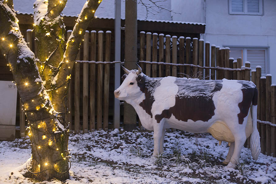 Advent, Advent, der Schwer Kuhstall brennt