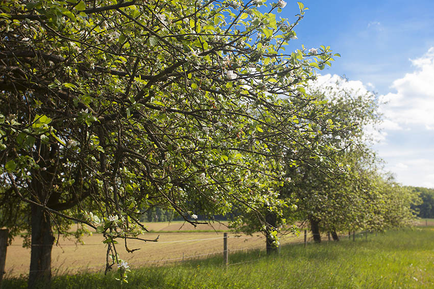 Gut leben und gleichzeitig die Natur schtzen  Streuobsttag 