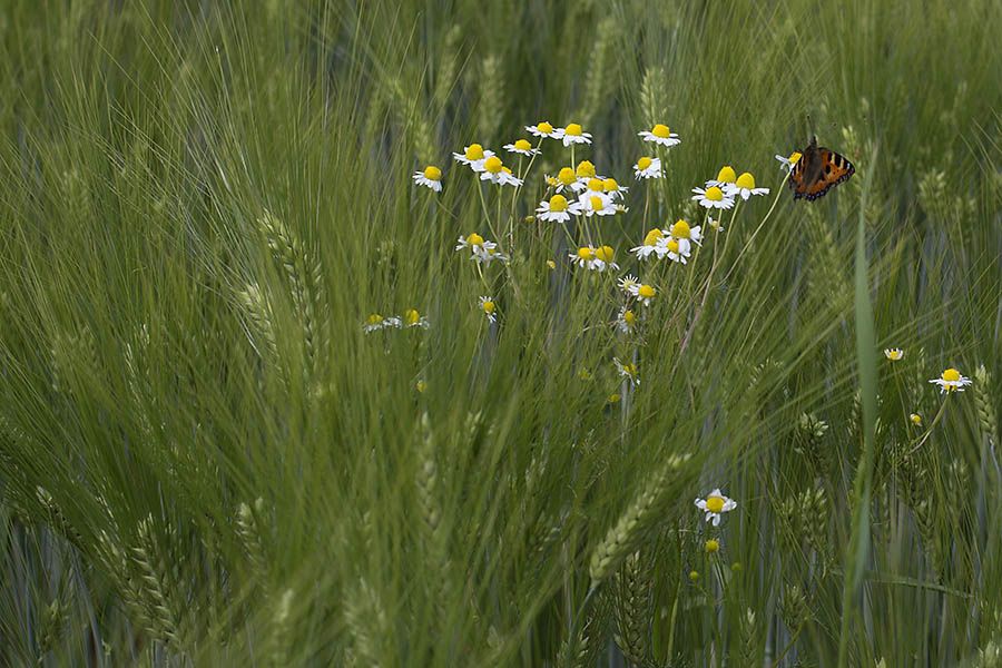 Die heimische Natur hlt eine Vielzahl an Krutern bereit. (Archivfoto: AK-Kurier) 