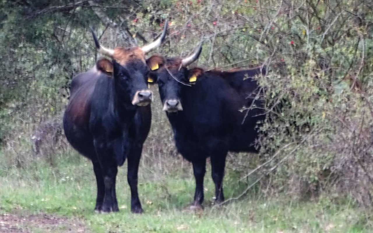 Taurus-Rinder beeindrucken durch ihre Statur, typisch sind die hellen Schnauzen und die groen geschwungenen Hrner. (Foto: Nabu/Frank Ebendorff)