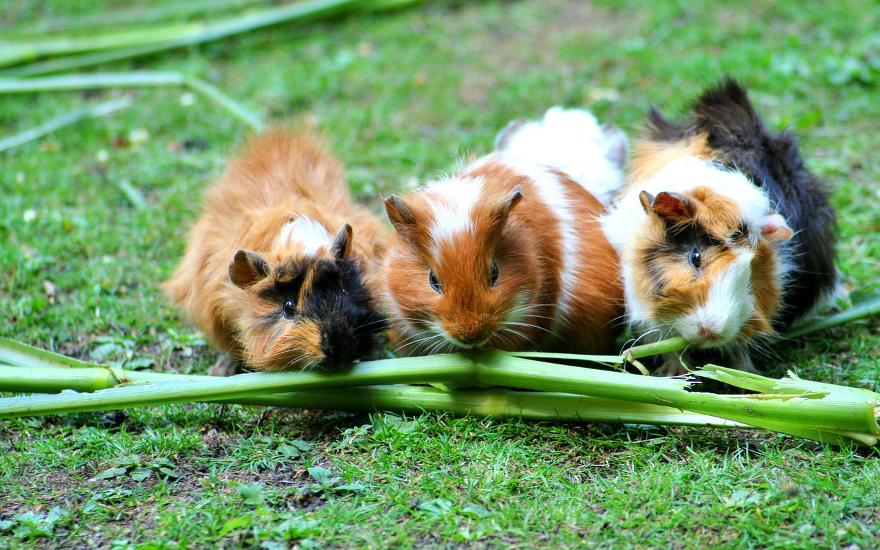 Tiere als Weihnachtsgeschenk?: Worauf man achten sollte