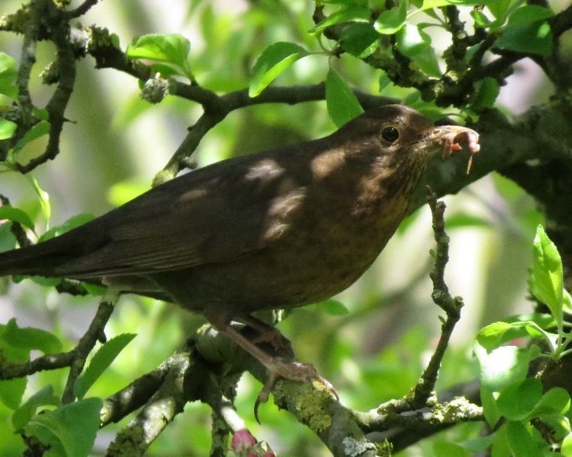 Ein Amselmdchen mit Futter. (Foto: Iris Bambach/Tierschutz Siebengebirge)