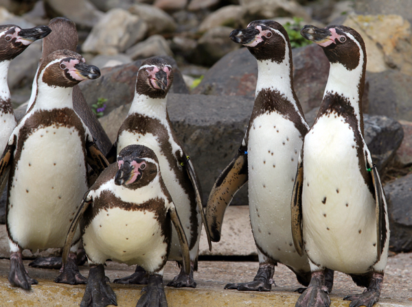 Weltpinguintag im Zoo Neuwied