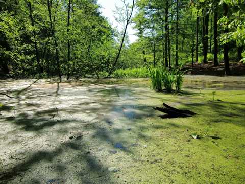 Ein Moorsee breitet sich in einer Senke aus. Foto: NABU/Jan Hesse