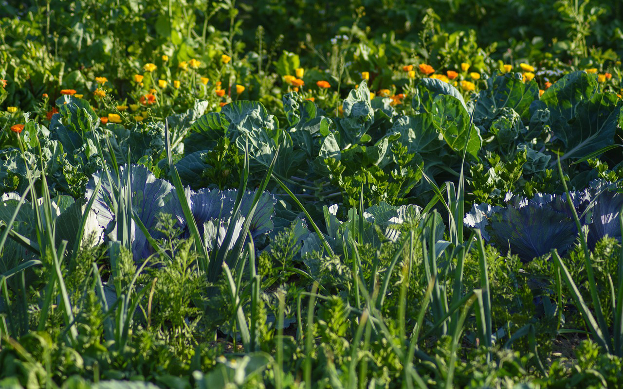 Tag der offenen Gartentr im Interkulturellen Garten Altenkirchen