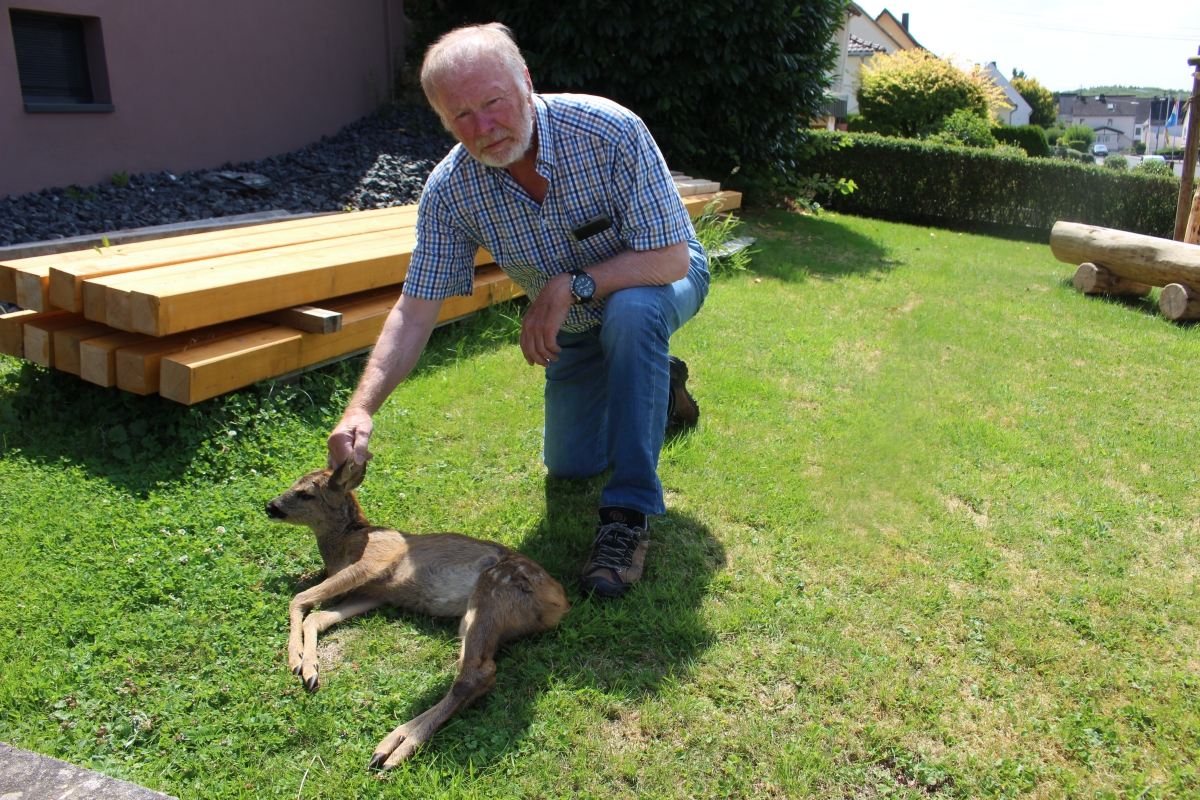 Freilaufende Hunde haben dieses Rehkitz gettet. Jagdpchter Jrgen Severin (Revier Sessenbach/Wirscheid) hat sofort Anzeige beim Ordnungsamt der Verbandsgemeinde Ransbach-Baumbach gestellt. (Foto: Wolfgang Rabsch)