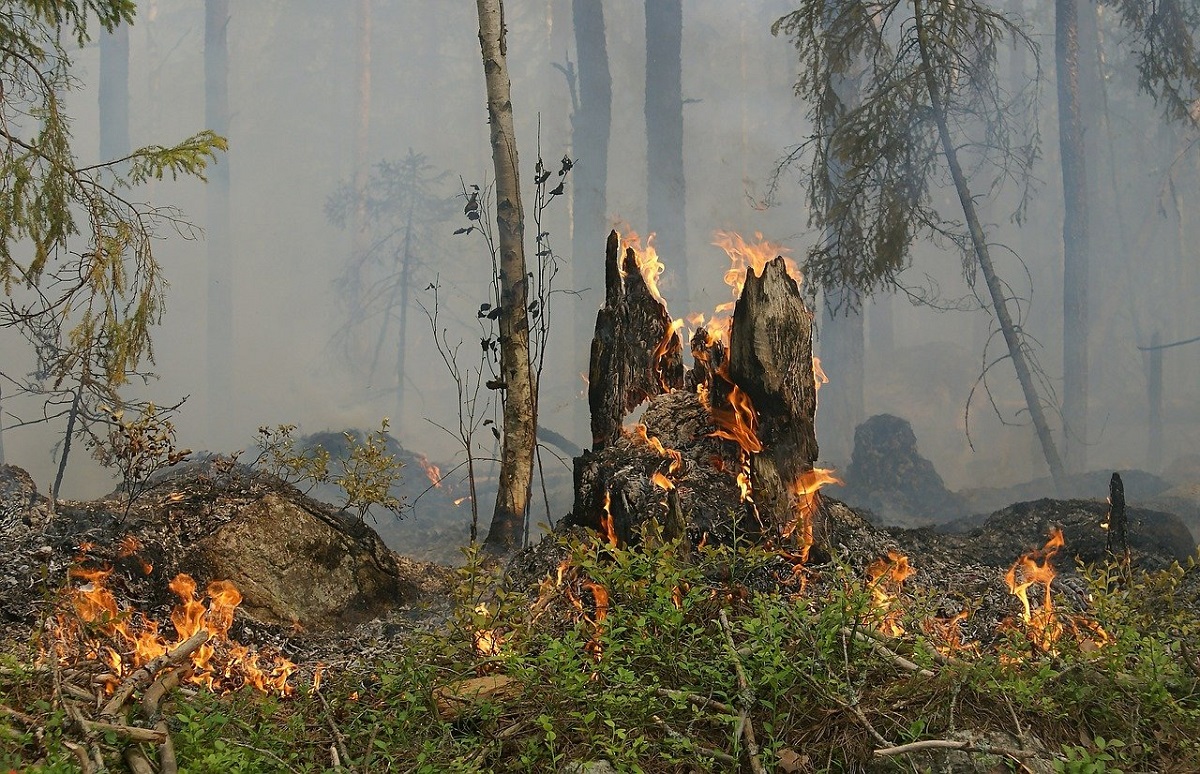 Vor allem bei den hohen Temperaturen ist im Wald Vorsicht geboten. (Symbolbild: pixabay)