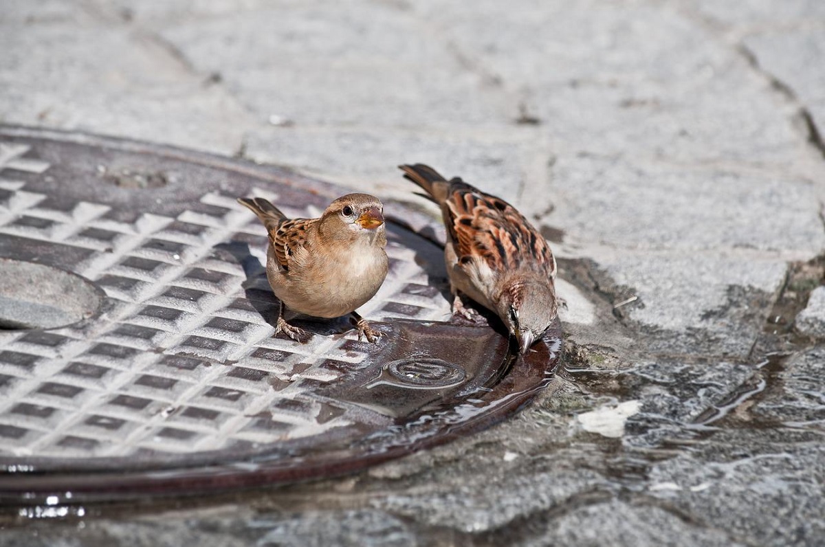 Wasserstellen fr Wildtiere schaffen - Brgerliste Neuwied bittet um Mithilfe