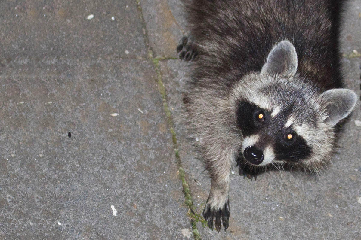 Ungebetener Gast: Waschbr sorgt fr Chaos in Niederfischbach