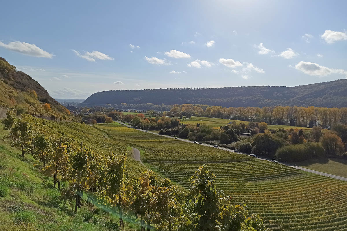 Fauna und Flora in den Leutesdorfer Weinbergen