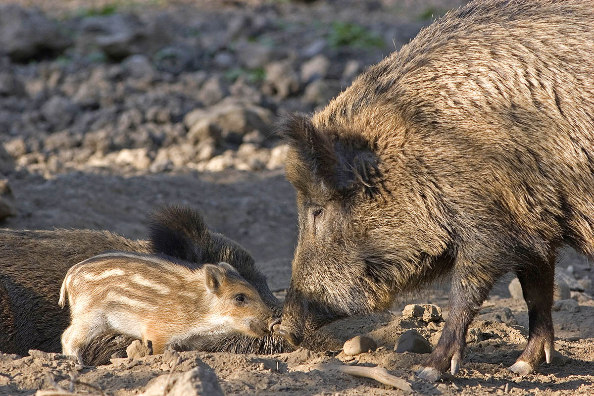 Gefahr durch Afrikanische Schweinepest: Landwirte im Kreis Altenkirchen in Sorge