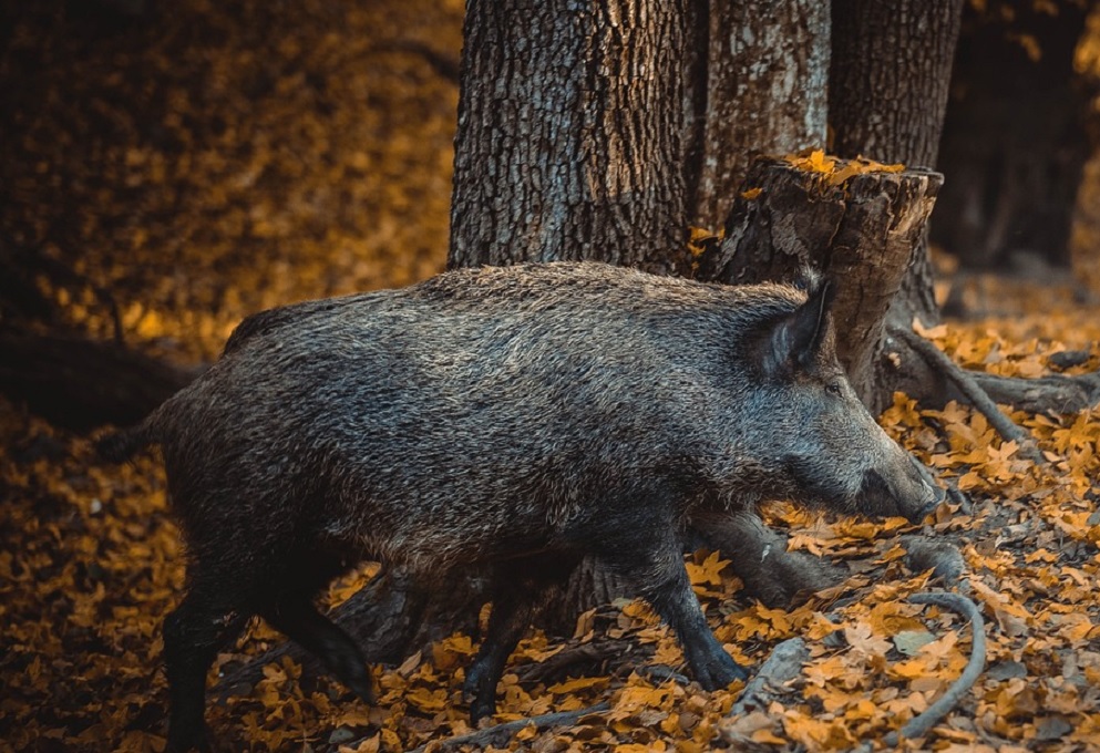 11-Jhriger wurde auf einem Felsen bei Gemnden von Wildschweinen belagert