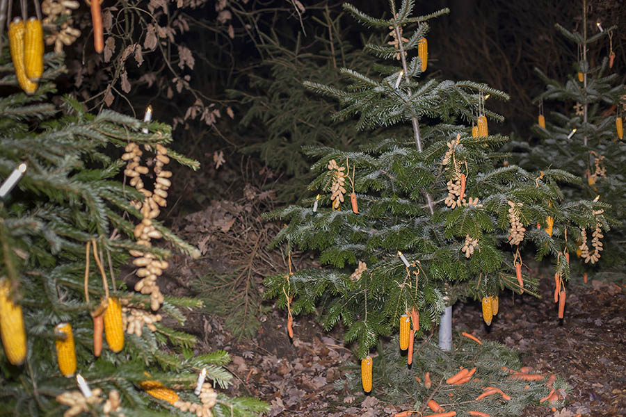 Die Kinder schmcken Weihnachtsbume fr Tiere. Archivfoto: Helmi Tischler-Venter