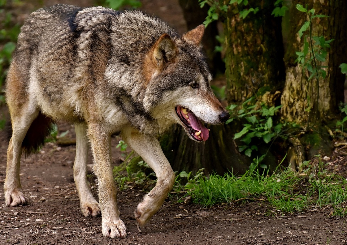 Wolf im Bereich der Montabaurer Hhe - Herkunft noch nicht nachgewiesen