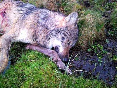 Rckkehr des Wolfs vorbereitet