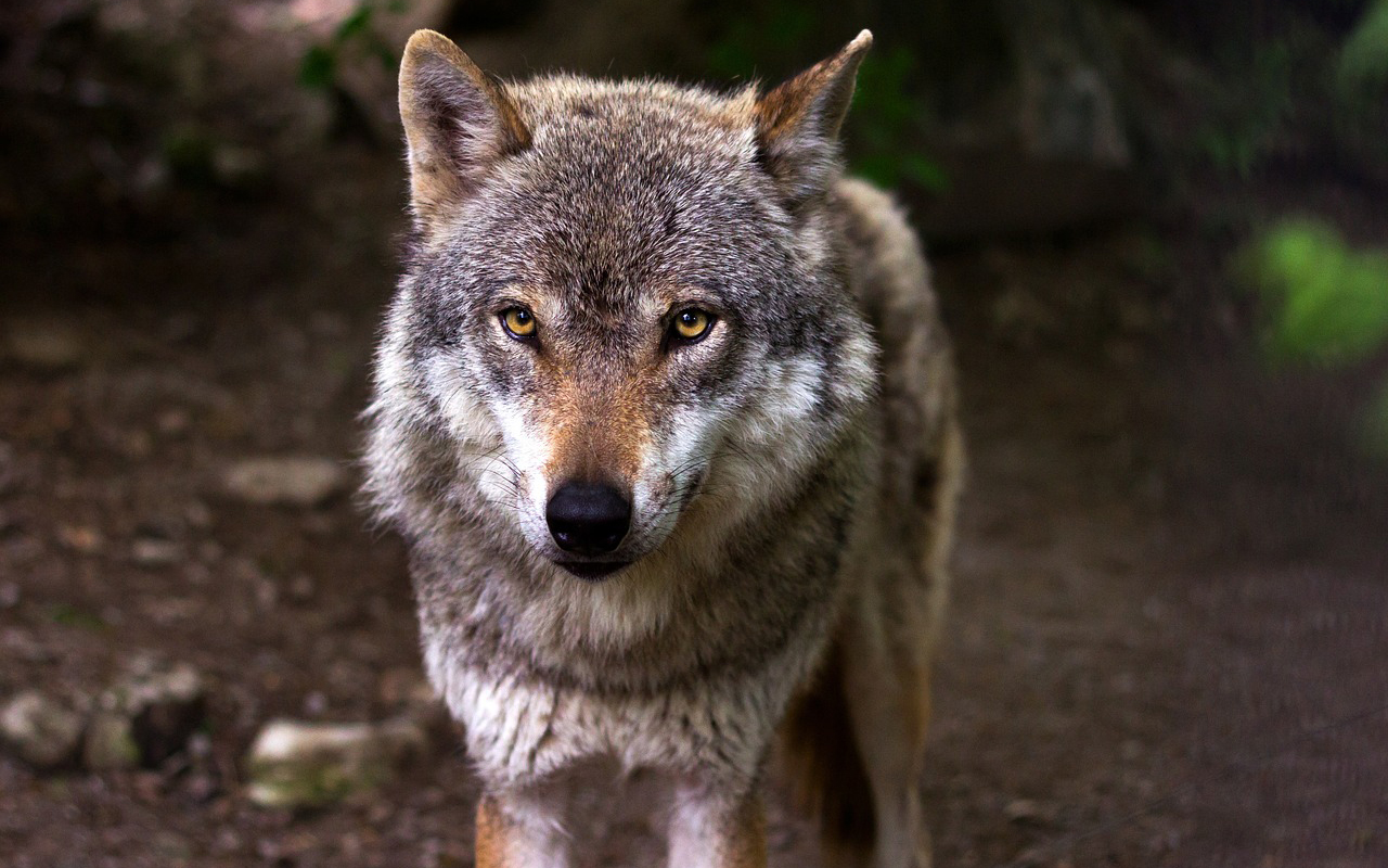 Schafsrisse in Maxsain stammen von einem Wolf