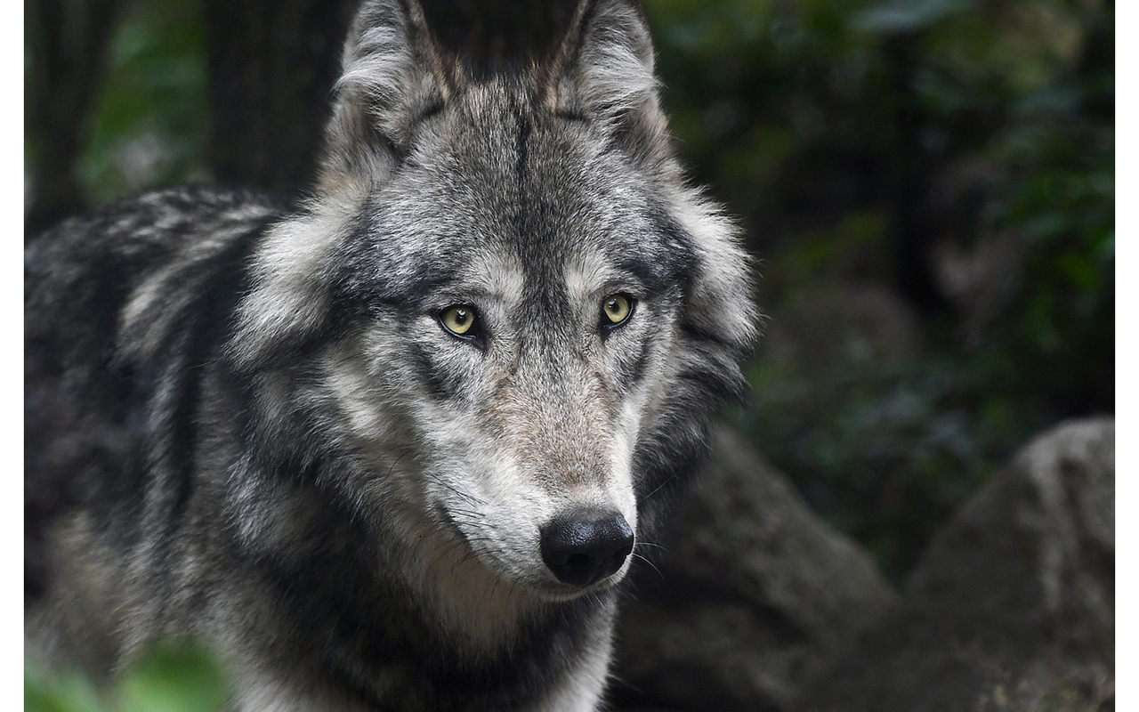 Nach Meinung der beiden Politiker sollen Wolf und Saatkrhe ins Gesetz aufgenommen werden. (Foto: Pixabay)