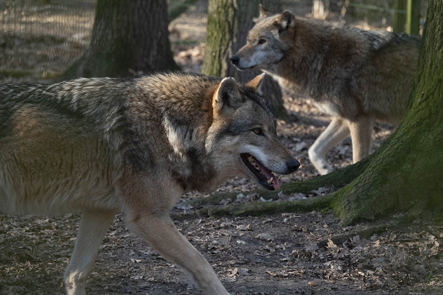 Zwei tote und ein vermisstes Damwild: Erneuter Angriff auf Damhirschkhe in Altenkirchen und Asbach