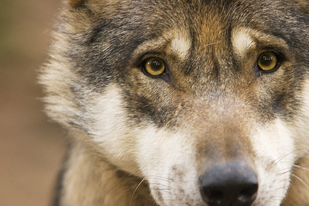 Neue Erkenntnisse zu Luchs und Wolf in Rheinland-Pfalz enthllt