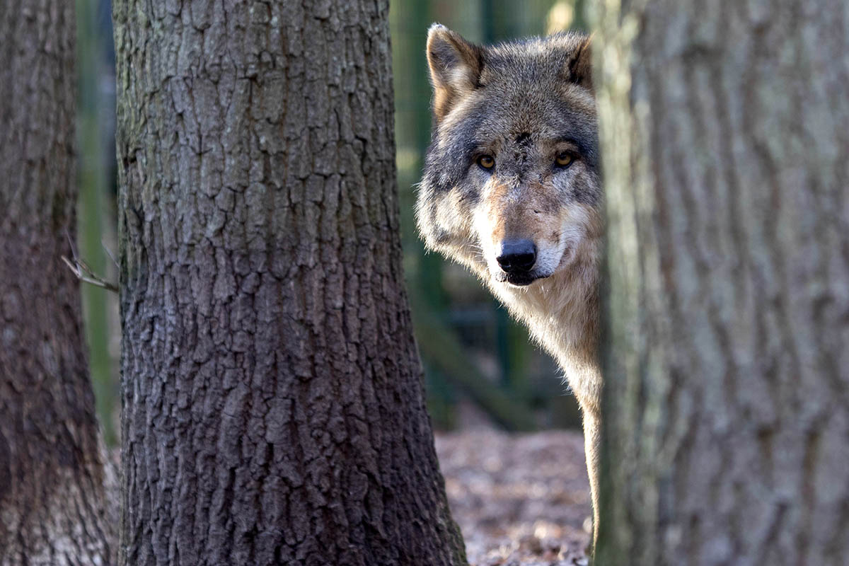 Direkt unter Verdacht geraten. Symbolfoto: Wolfgang Tischler