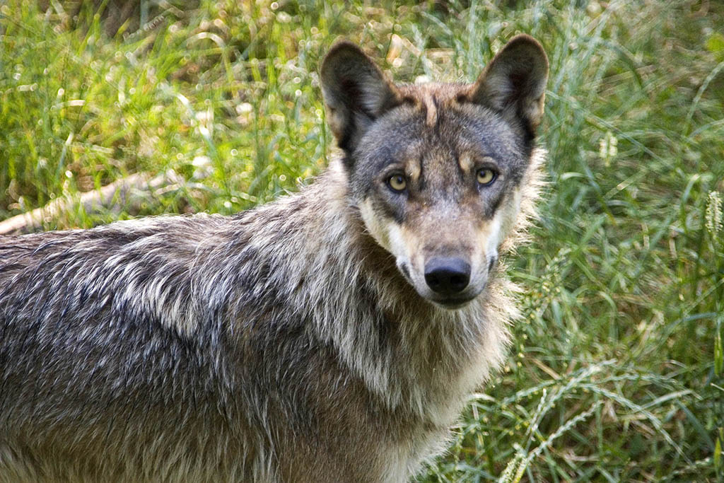 Ein weiterer Wolf hlt sich noch im Kreis Neuwied auf beziehungsweise war auf der Durchreise. Foto: Wolfgang Tischler