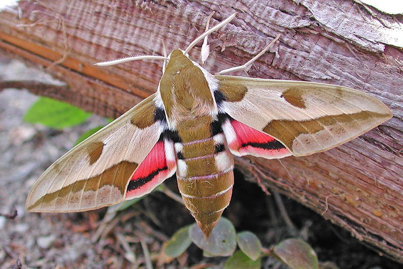 Wolfsmilchschwrmer ist Schmetterling des Jahres 2014 