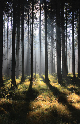 Aus ihrem Waldbesitz kann die Stadt Dierdorf im kommenden Jahr keinen Gewinn schlagen. Foto: wrw/pixelio.de