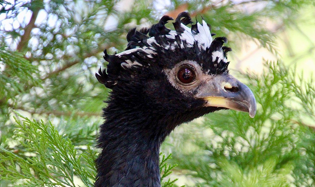 Der Nacktgesichtshokko stammt aus Sdamerika. (Foto: Zoo Neuwied)