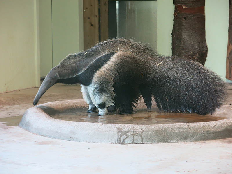 Prinz Maximilian zu Wied Halle im Zoo Neuwied feierlich erffnet