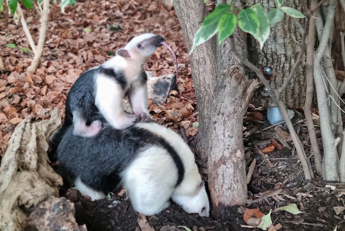 In Neuwied geht ein Zoo-Jahr mit Hhen und Tiefen zu Ende