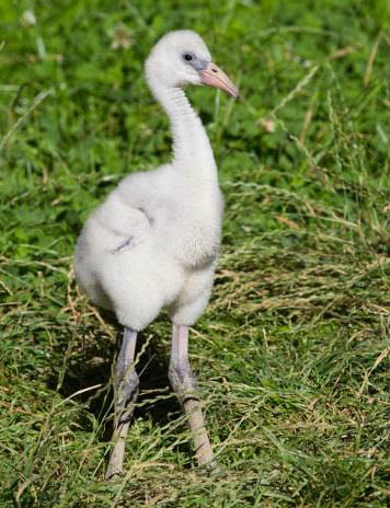 Der Nachwuchs sieht seinen Eltern noch nicht hnlich. Fotos: Zoo Neuwied