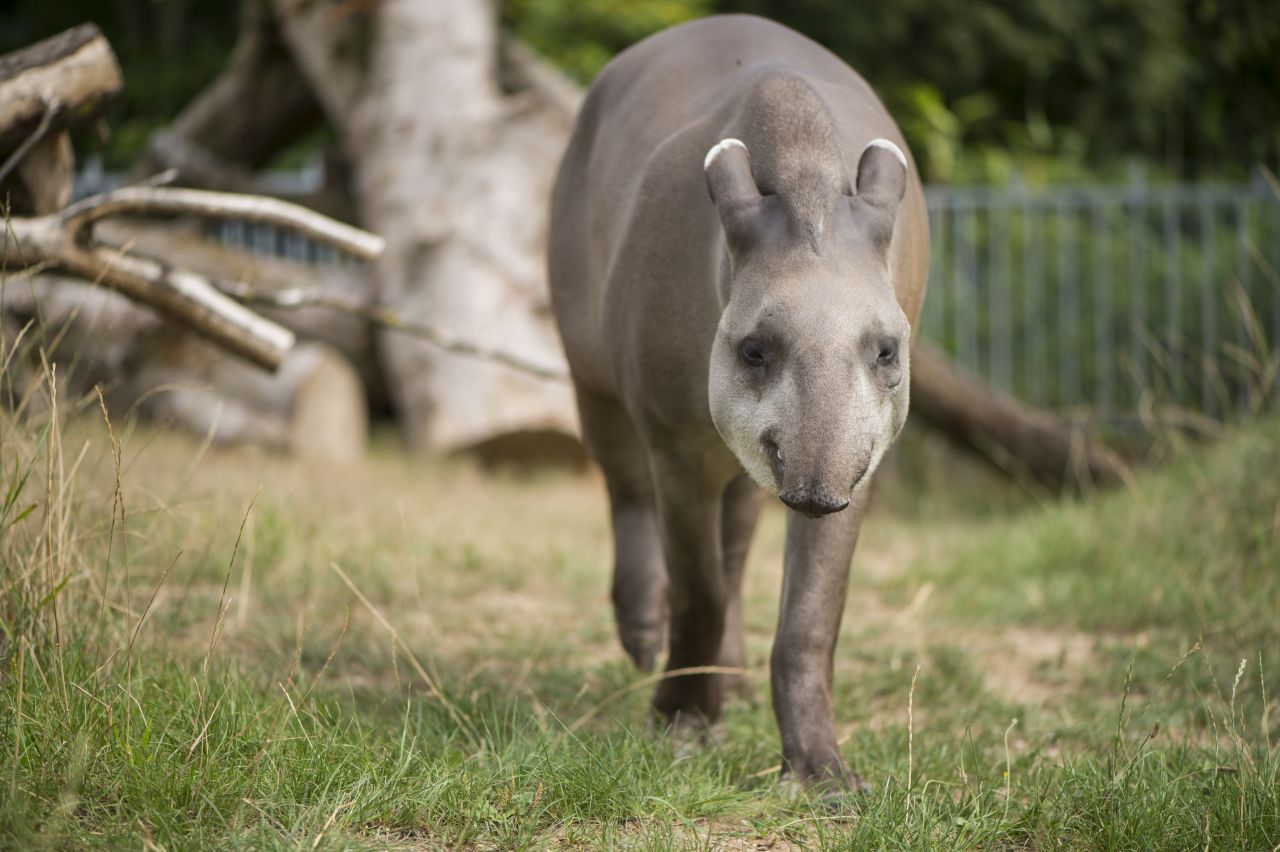 Mehr als 1800 Tierarten gibt es im Neuwieder Zoo, hier ein Tapir, Foto: Zoo Neuwied