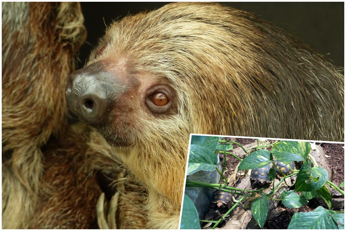 Im Zoo Neuwied hat der Herbst Einzug genommen. (Fotos: Zoo Neuwied)