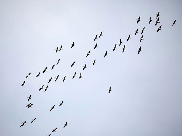 Whrend des Vogelzugs verbreitet sich die Geflgelpest ber weite Strecken (Symbolfoto)